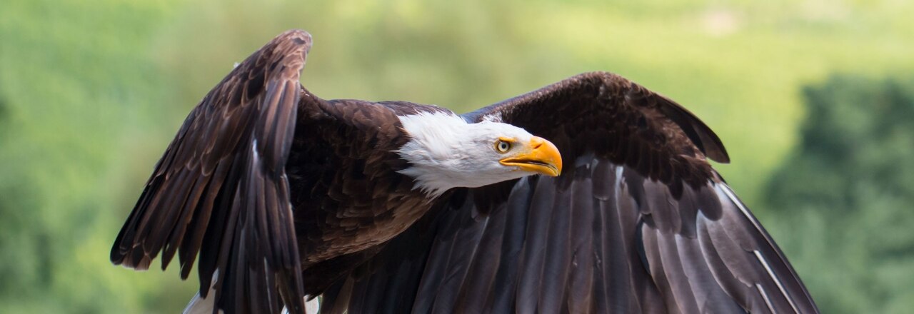 Weißkopfseeadler bei der Flugschau im Wildparadies Tripsdrill