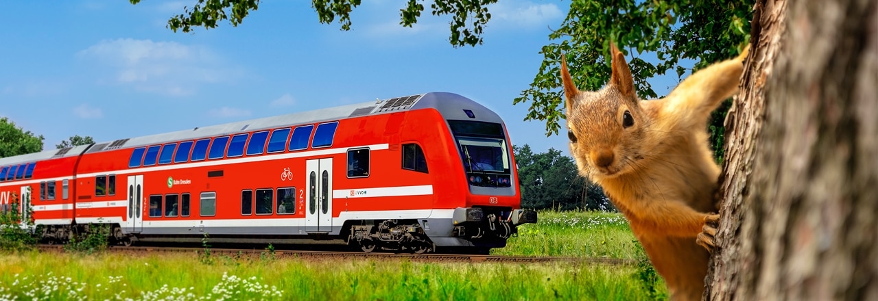 Zug der S-Bahn Dresden und Eichhörnchen