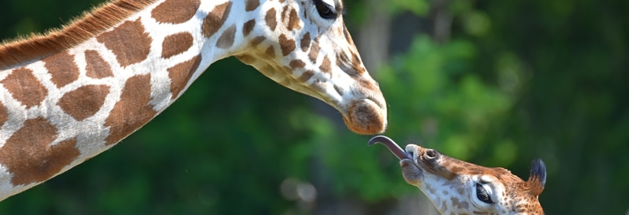 Rothschild Giraffen-Nachwuchs Henri mit Schwester Ella