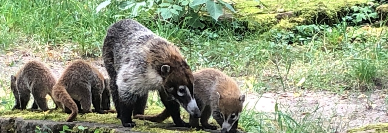 Weißrüsselnasenbären im Zoo Magdeburg