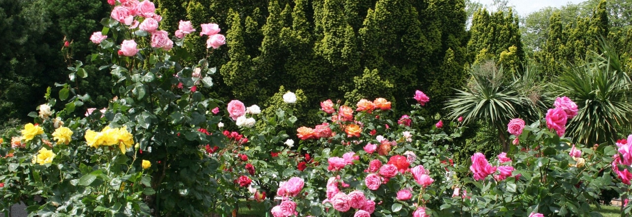 Rosenstöcke im Rosarium Sangerhausen