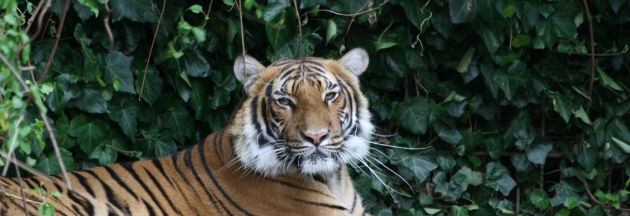 Tiger liegt auf der Wiese im Zoo Dortmund