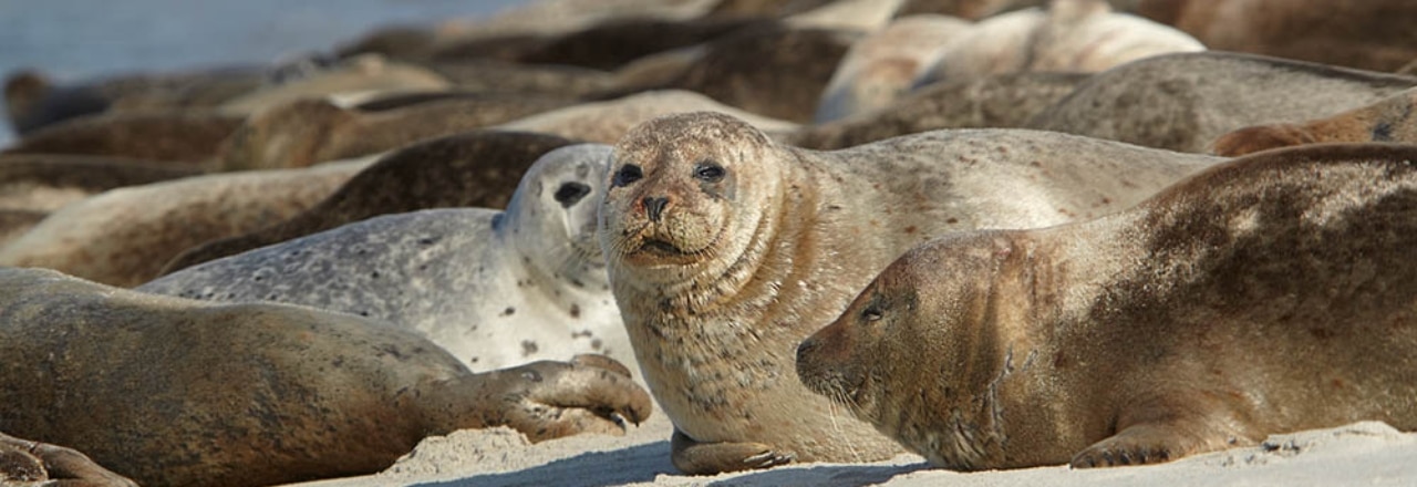 Robben am Strand