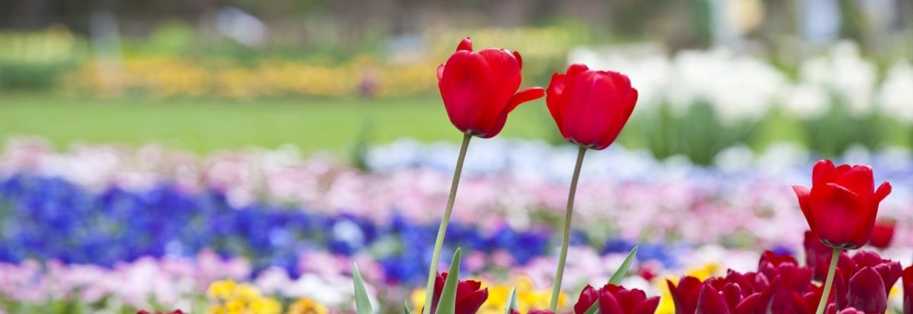 Frühling in der Gartenschau