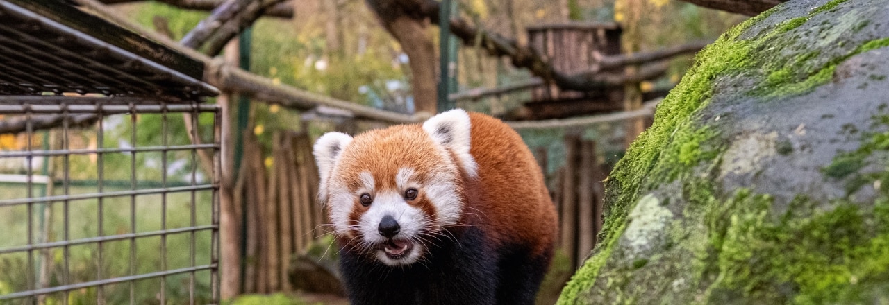 Roter Panda im Zoo Saarbrücken