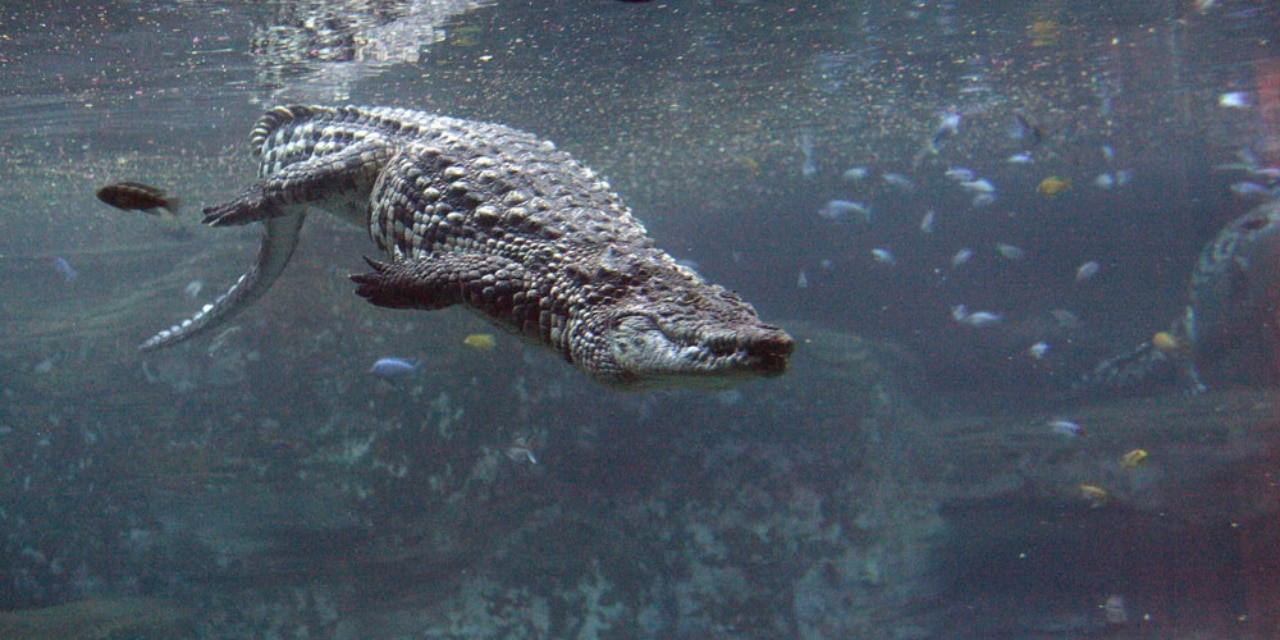 Nilkrokodil im Tropen-Aquarium Hagenbeck 