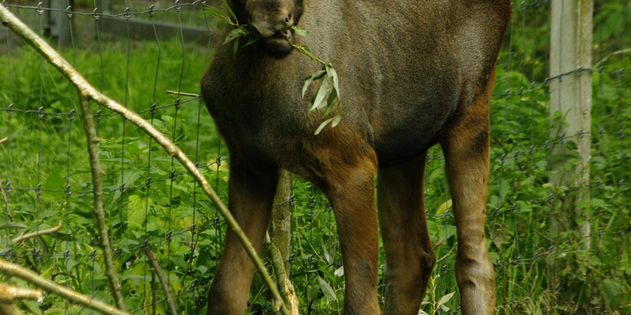 Elchkalb mit Zweig im Tierpark Neumünster 