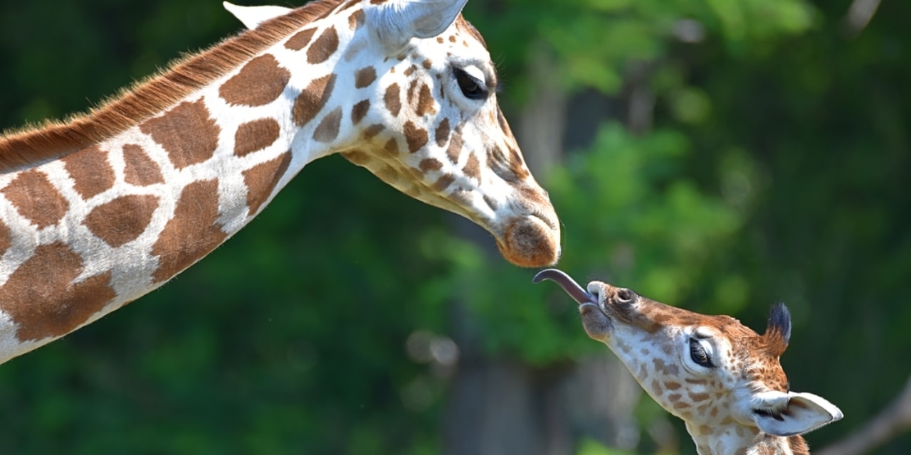 Rothschild Giraffen-Nachwuchs Henri mit Schwester Ella