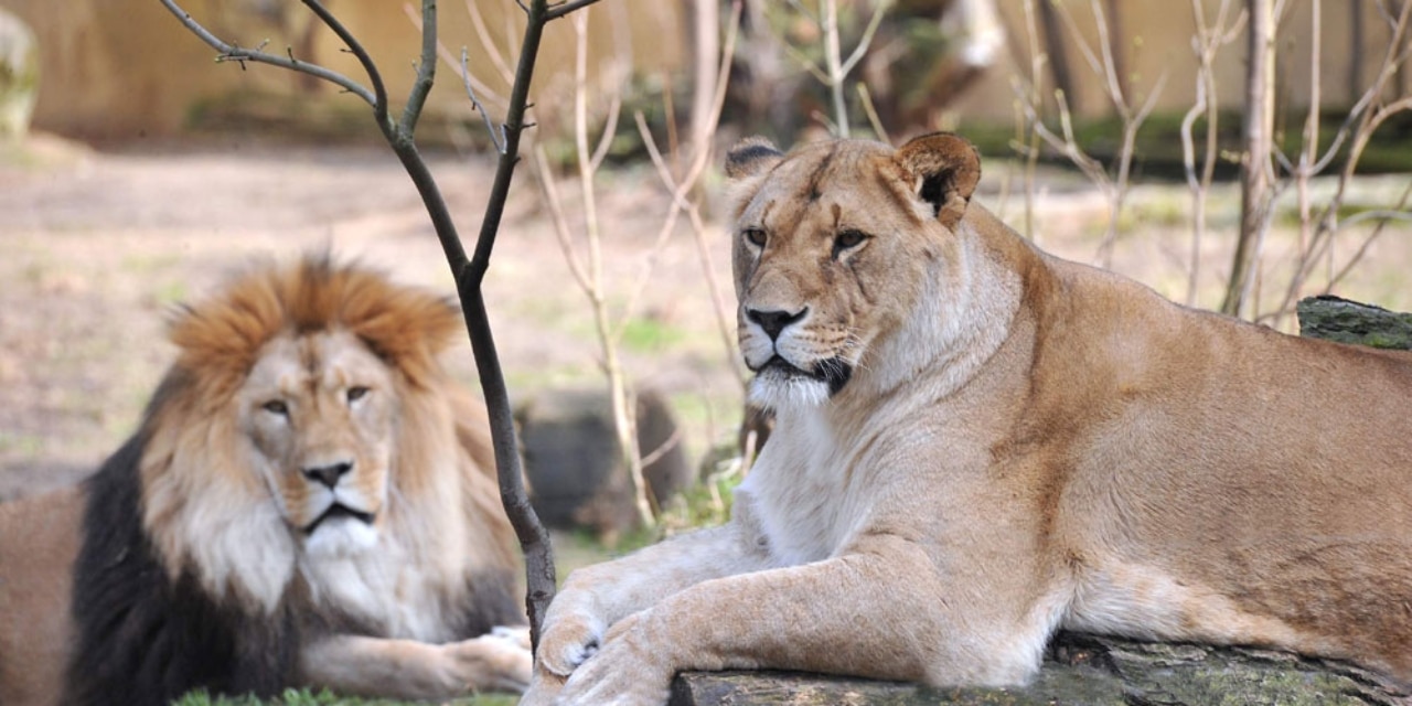 Löwenpaar im Zoo Rostock