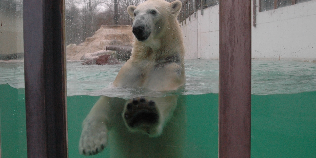 Eisbär an der Scheibe im Tierpark Neumünster