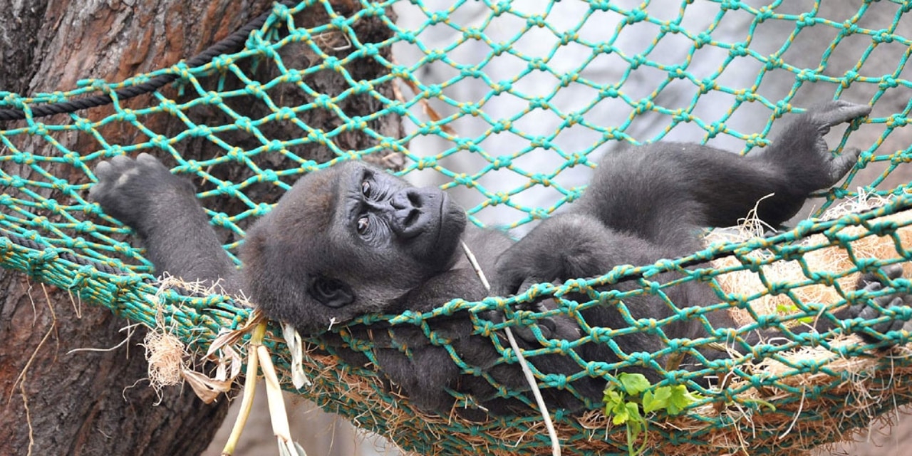 Gorilla im Zoo Rostock