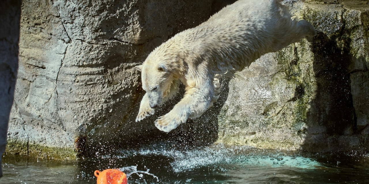 Eisbär springt ins Wasser