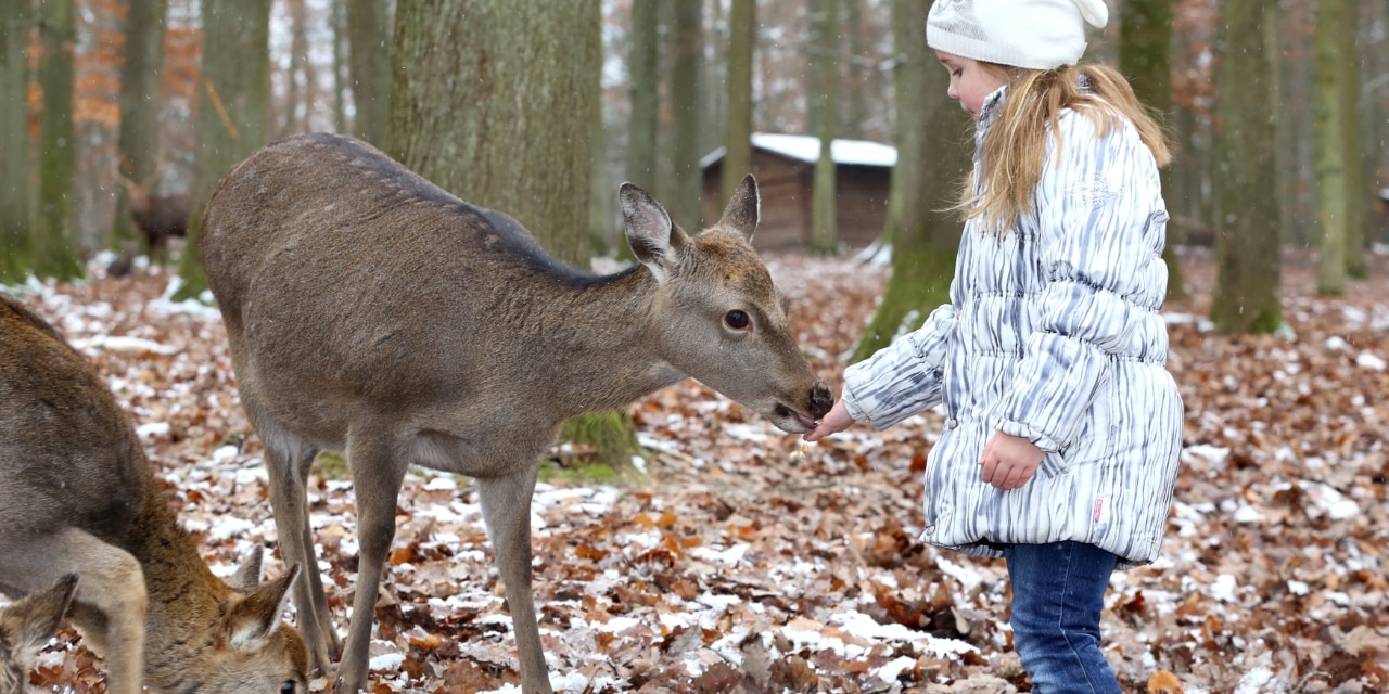 Mädchen füttert Tiere im Winter