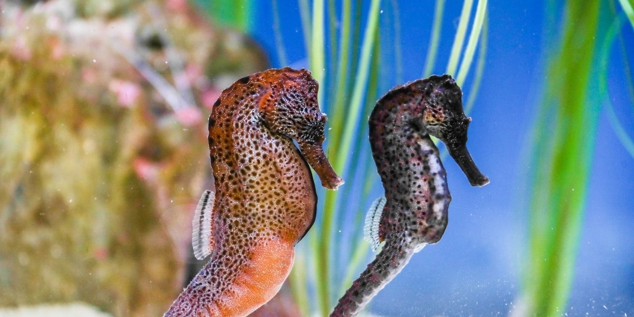 Zwei Seepferdchen schwimmen im Aquarium