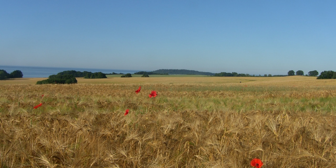 Feld bei Stresow