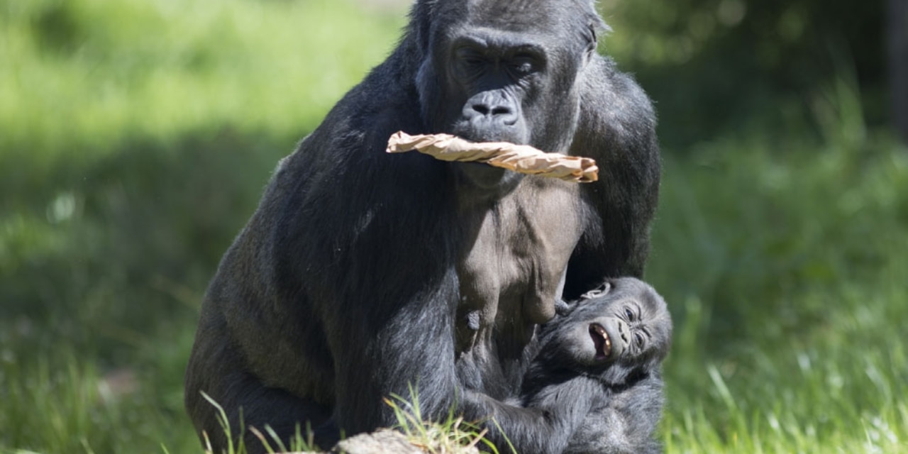 Gorilla mit Baby im Zoo Krefeld