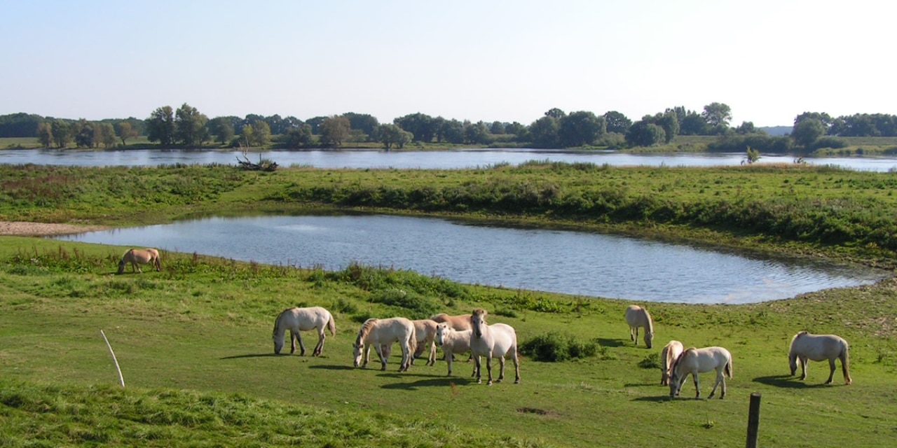 Liebenthaler Wildlinge