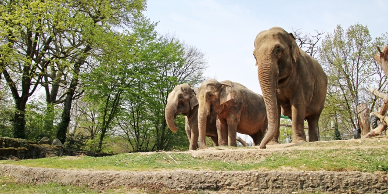 Elefanten Zoo Karlsruhe