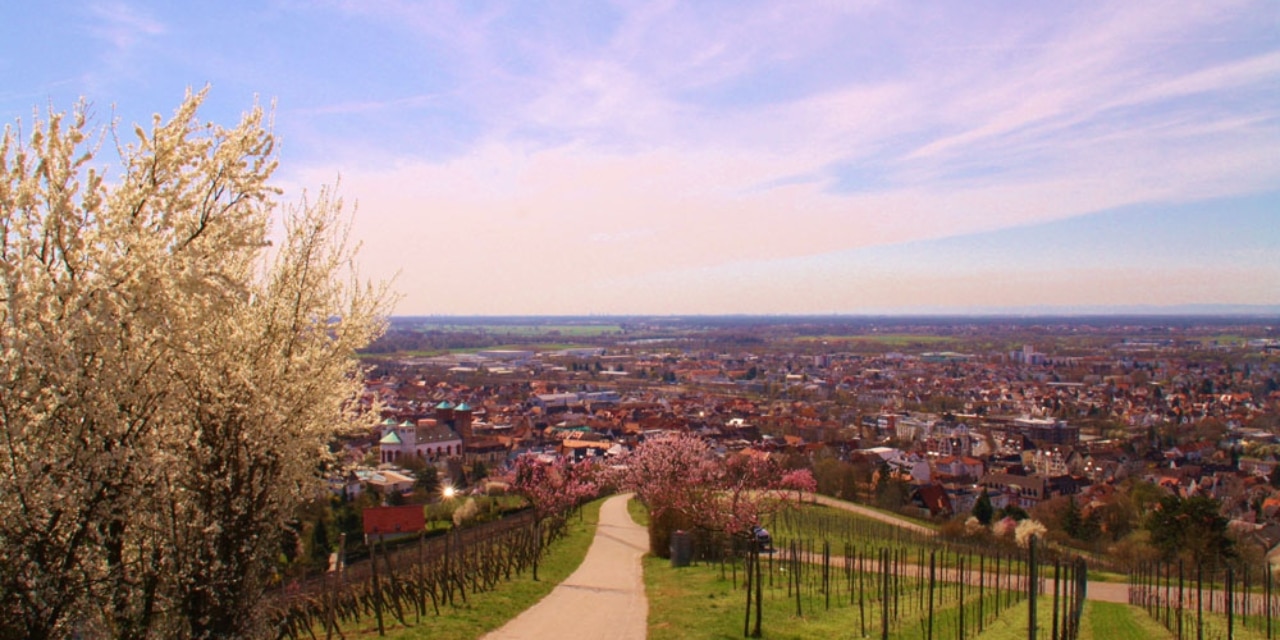 Weinbnerge um Bensheim
