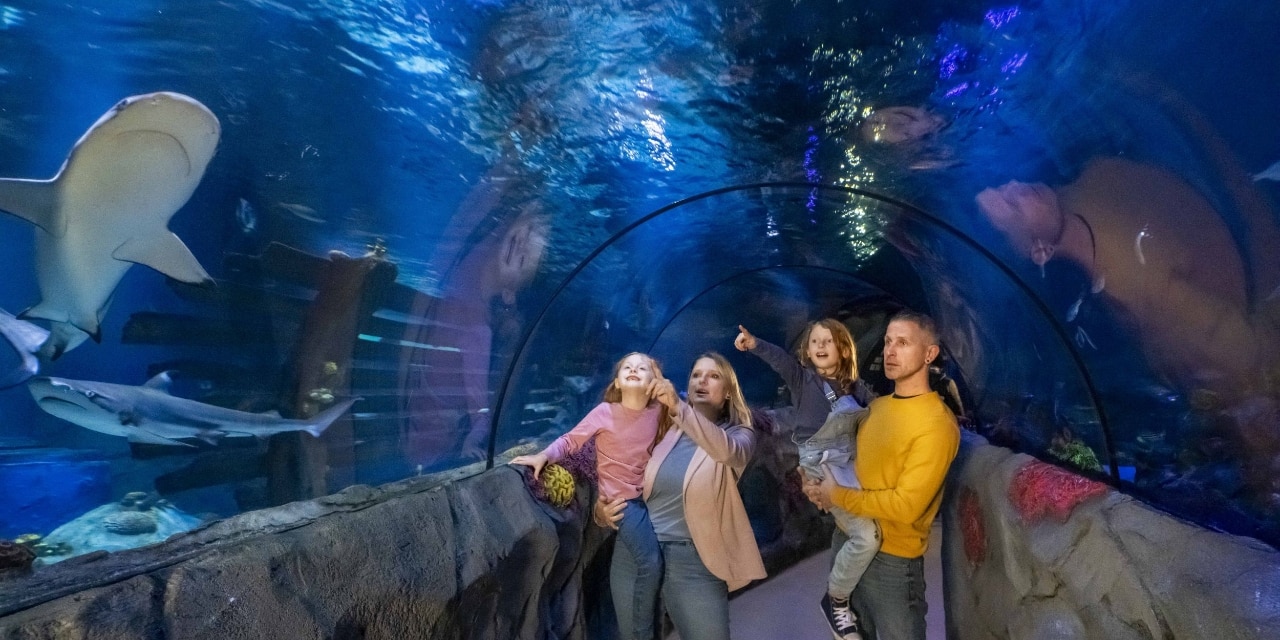 Familie bewundert im Unterwassertunnel die Meerestiere im Aquarium