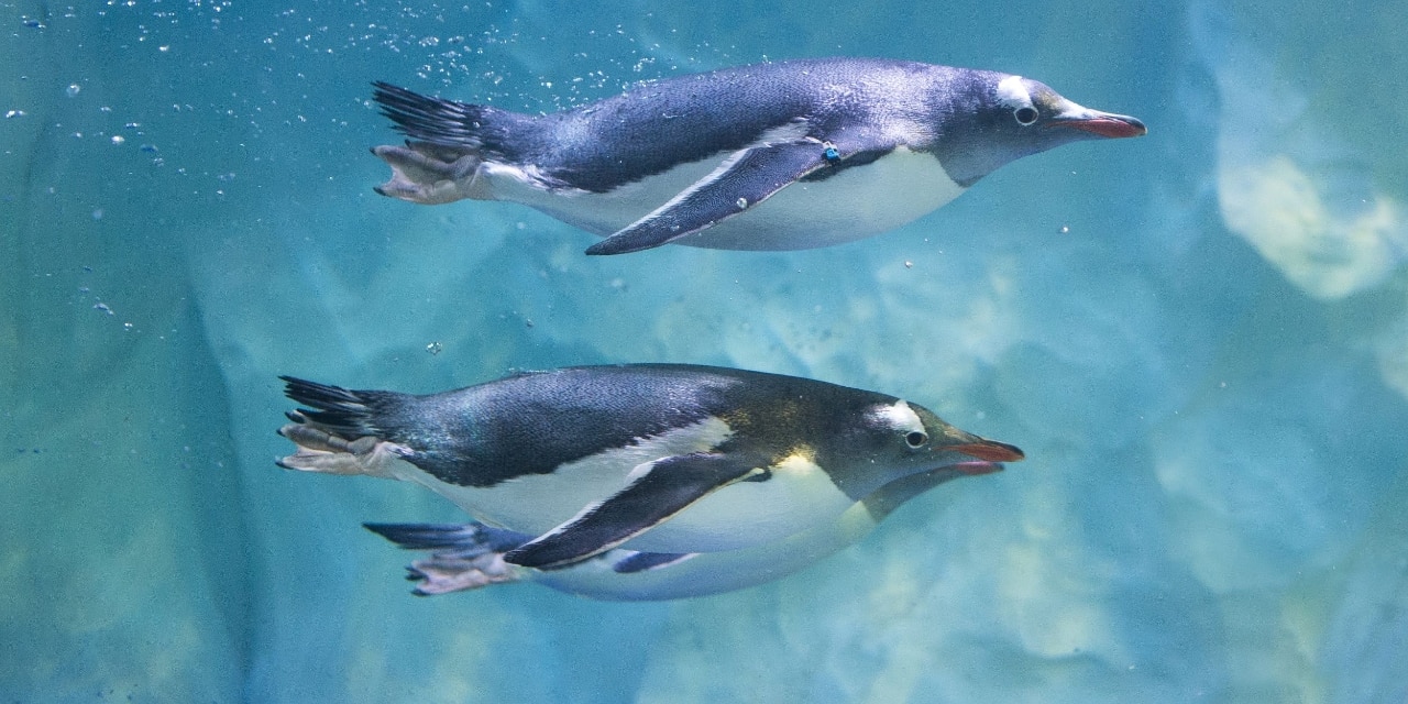 Pinguine schwimmen im Aquarium