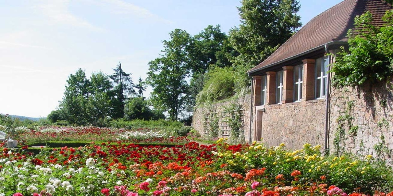 Rosenbeete im Schloßpark, Marburg