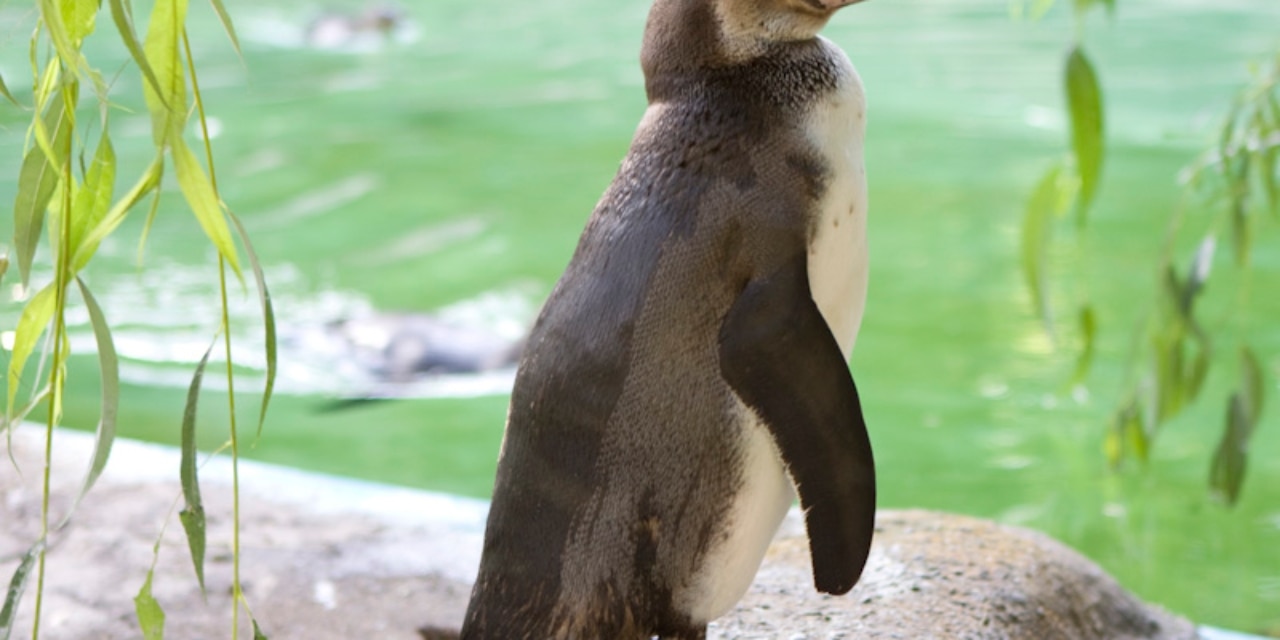 Pinguin im Tierpark Neumünster