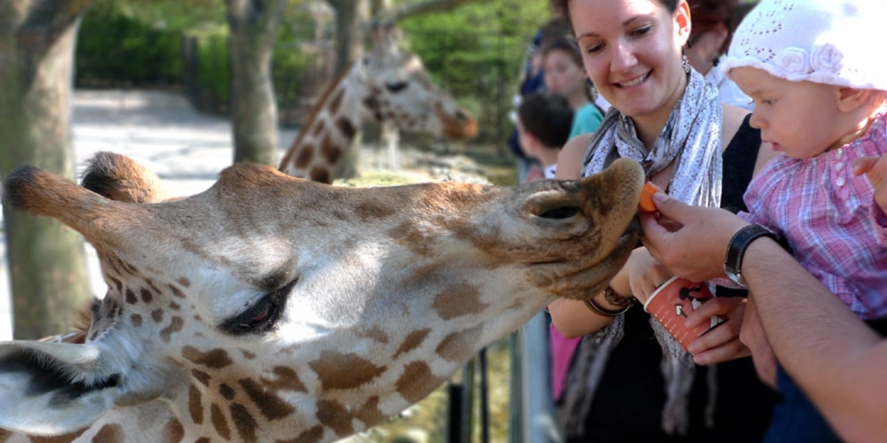 Besucher füttern Giraffen im Tierpark Hagenbeck