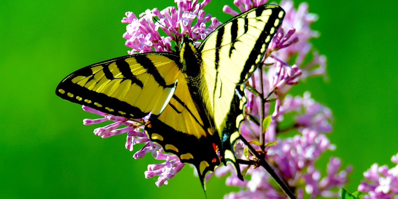 Schmetterling sitzt auf einer Blume