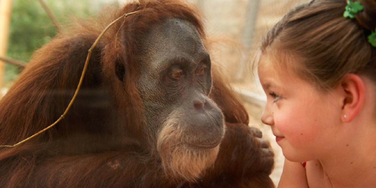 Schimpanse und Mädchen