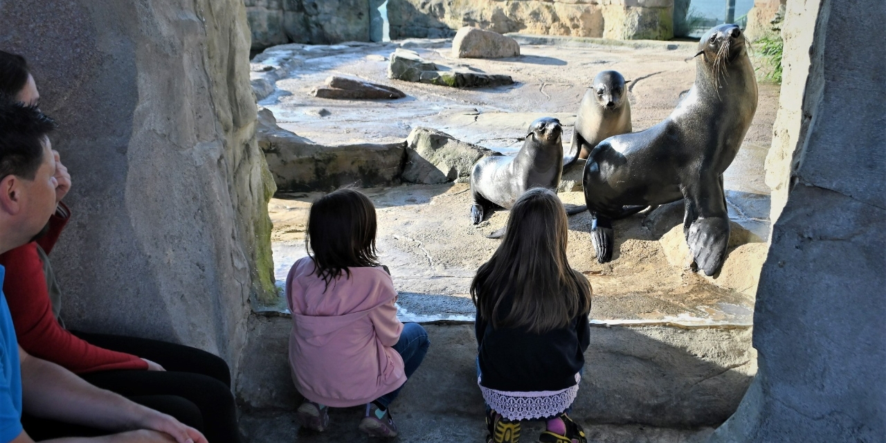 Kinder mit Eltern sehen durch Glasscheibe 3 Seelöwen auf Steinen