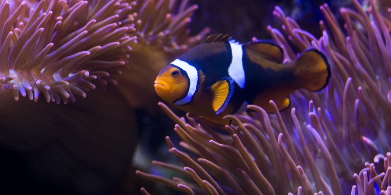 Clownfisch Anemonen