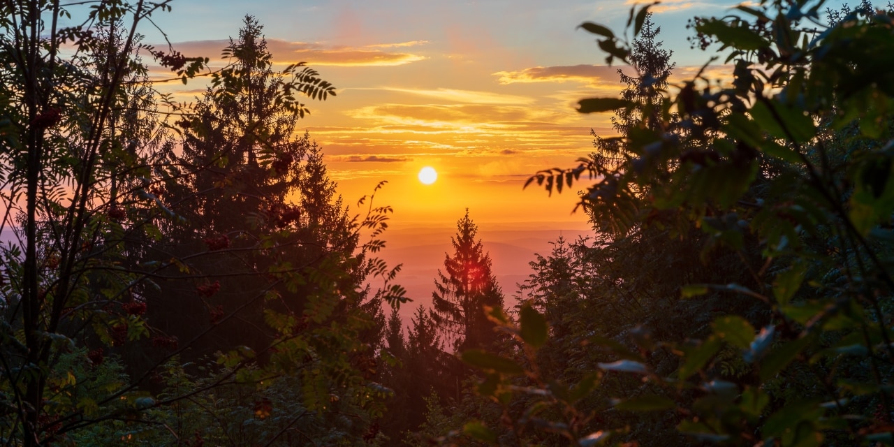 Wald mit Sonnenuntergang