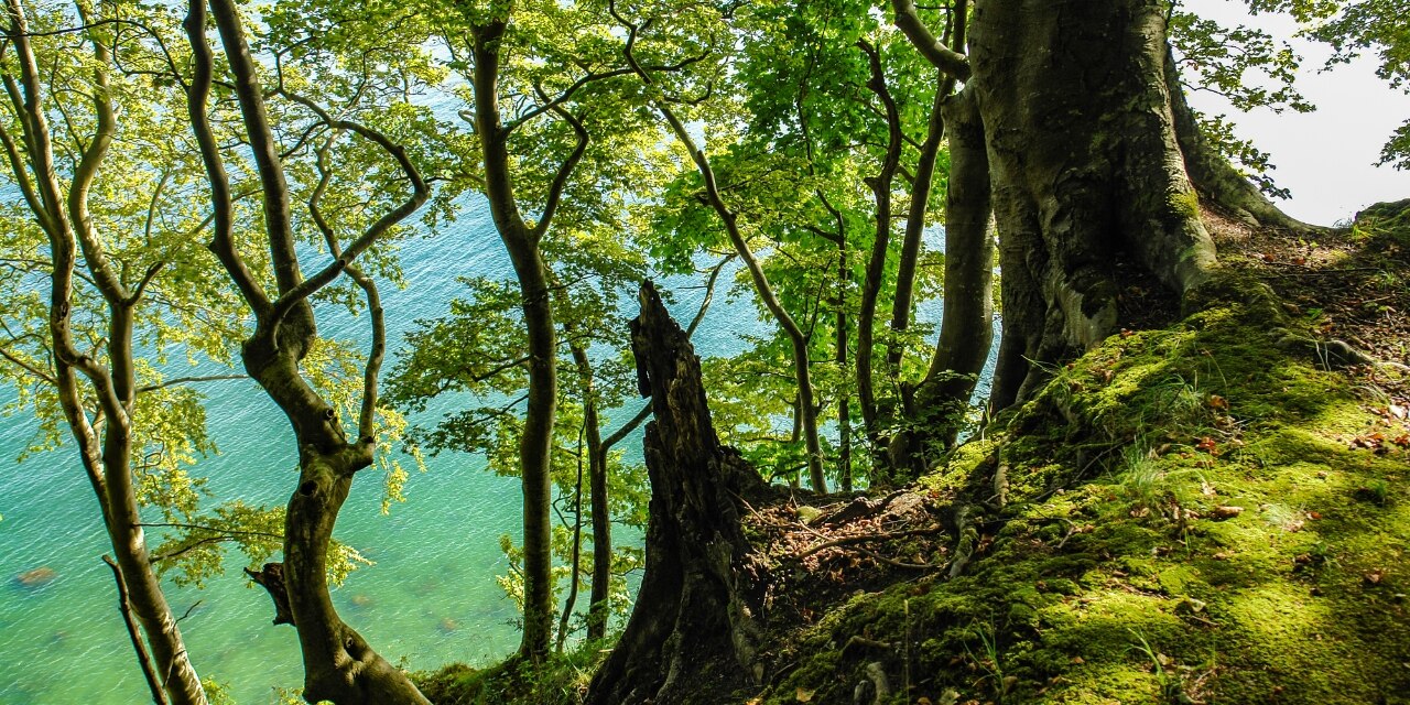 Hangwald im Nationalpark Jasmund