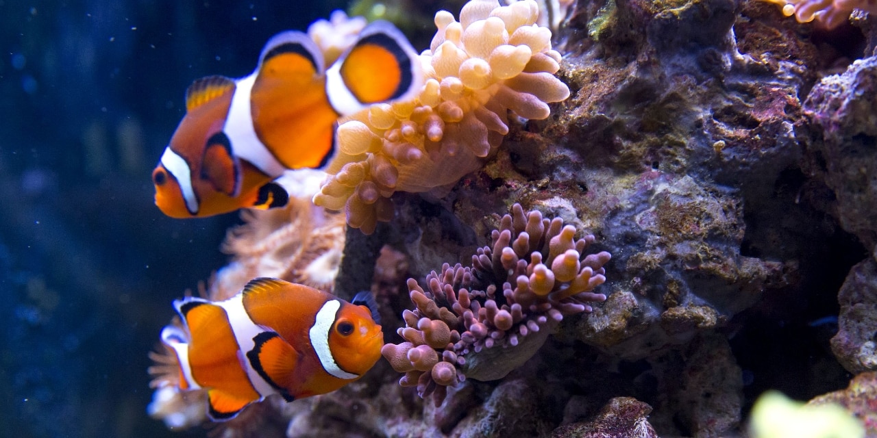 Clownfische schwimmen im Aquarium