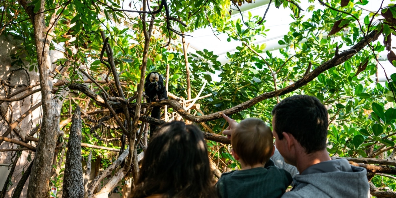 Familie beobachtet Affen im Gehege