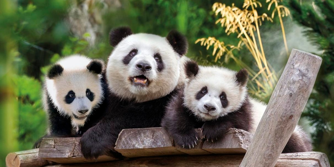 Großer Panda Meng Meng mit Nachwuchs