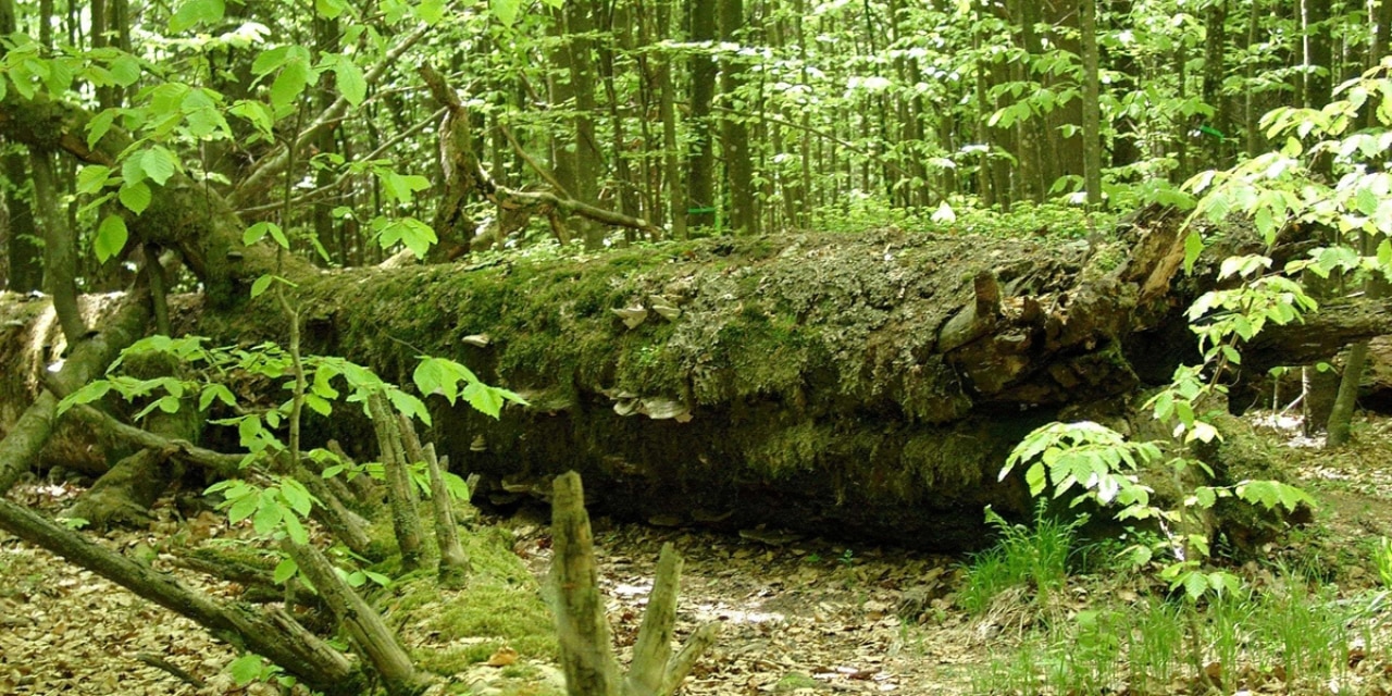 Moosbewachsenes Totholz im Nationalpark