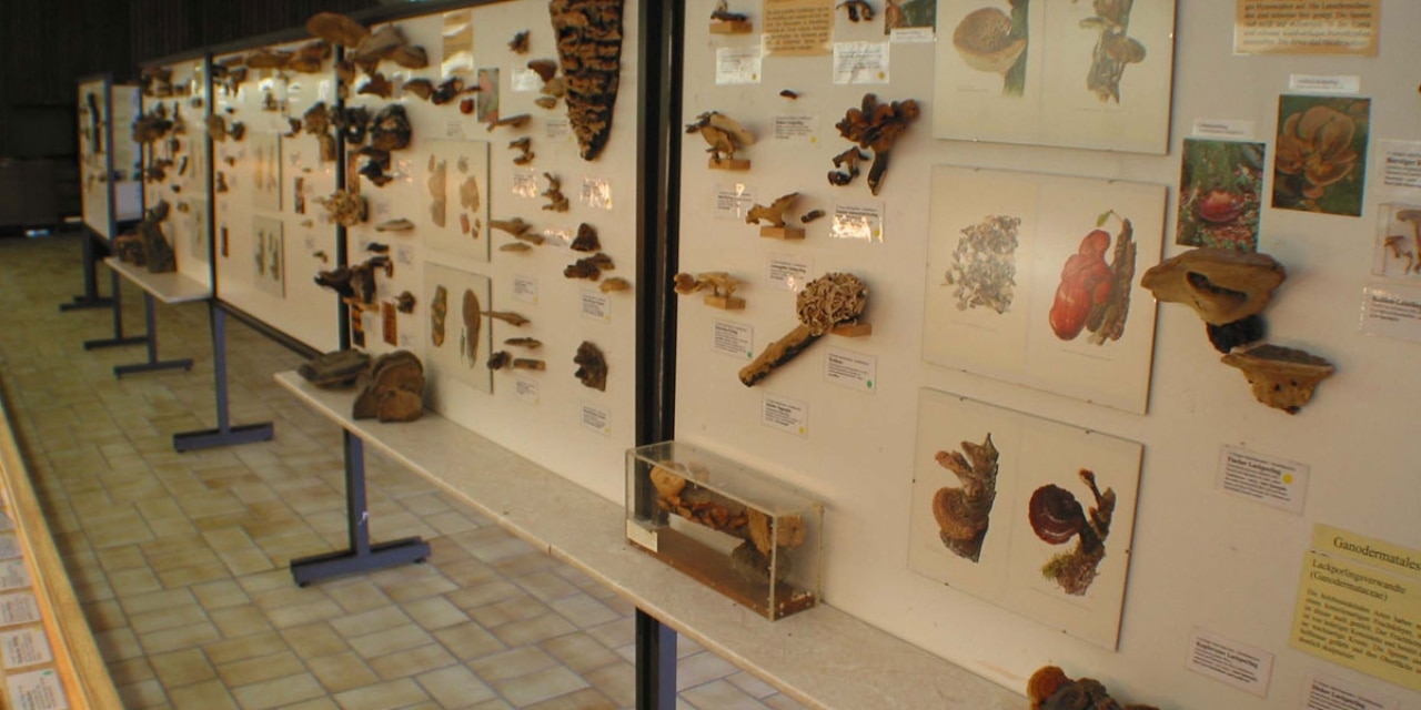 Schautafeln im Pilzkundemuseum, Bad Laasphe