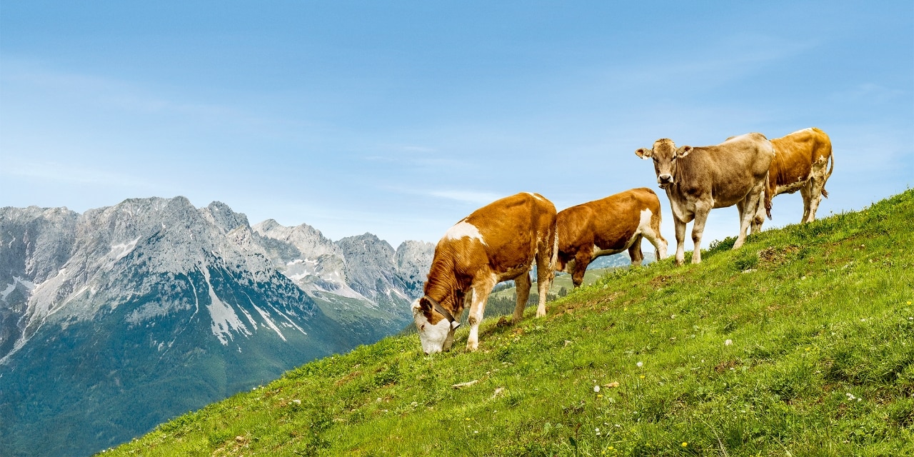 Cows in Austrian Alps