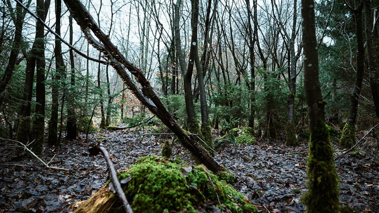 Umgefallener Baumstamm im Wald