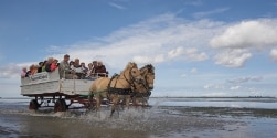 Kutschfahrt am Strand