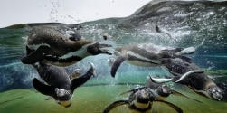 Schwimmende Pinguine im Zoo am Meer in Bremerhaven