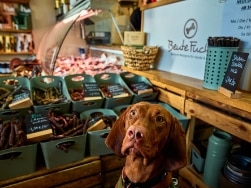 Sitzender Hund in Geschäft für Hundefutter