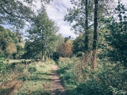 Fußweg in grüner Natur