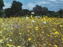 Blühwiese mit vielen bunten Blumen