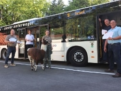 Lama und Menschen vor Bus