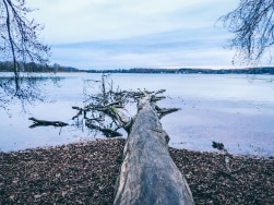 Treibholz am Ufer des Wörthsees