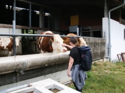 Wanderin streichelt eine Kuh