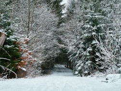 Verschneiter Gehweg der in den Wald führt